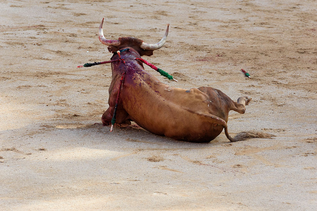 By the tercio de muerte the bull is exhausted, dejected and it is common to see him struggling to stay on his feet.
