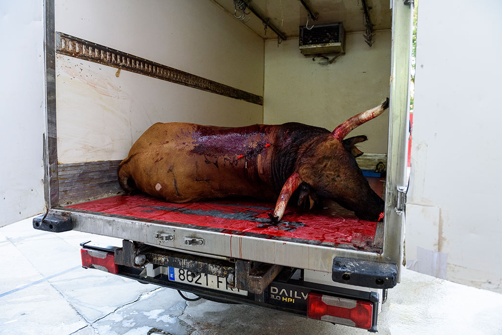 The bull is introduced into a truck to be taken to the slaughterhouse