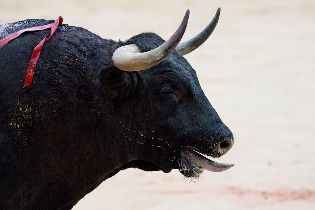 The bull begins to lose blood from the first third