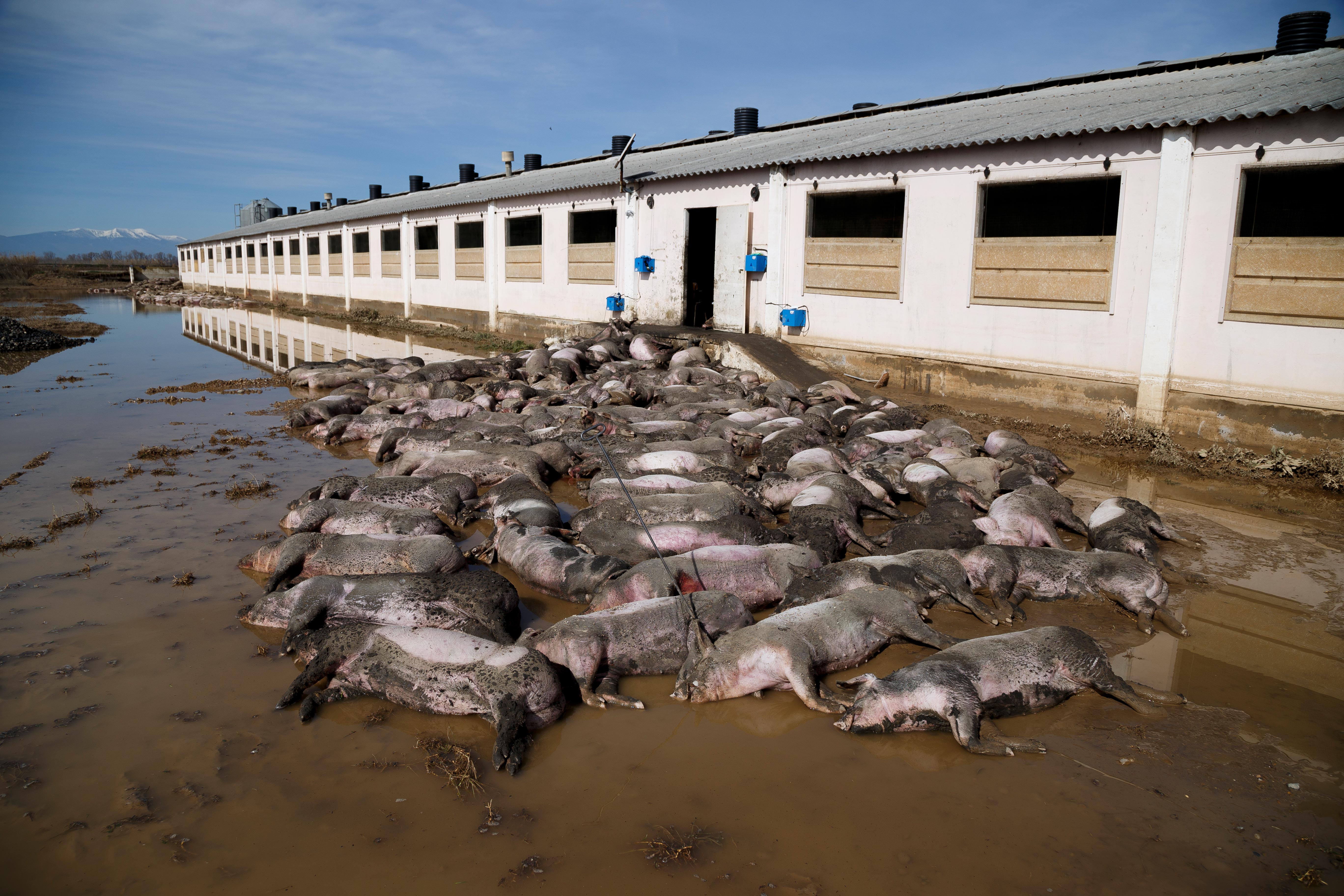 Cadáveres de cerdos apilados fuera de una granja inundaciones río Ebro