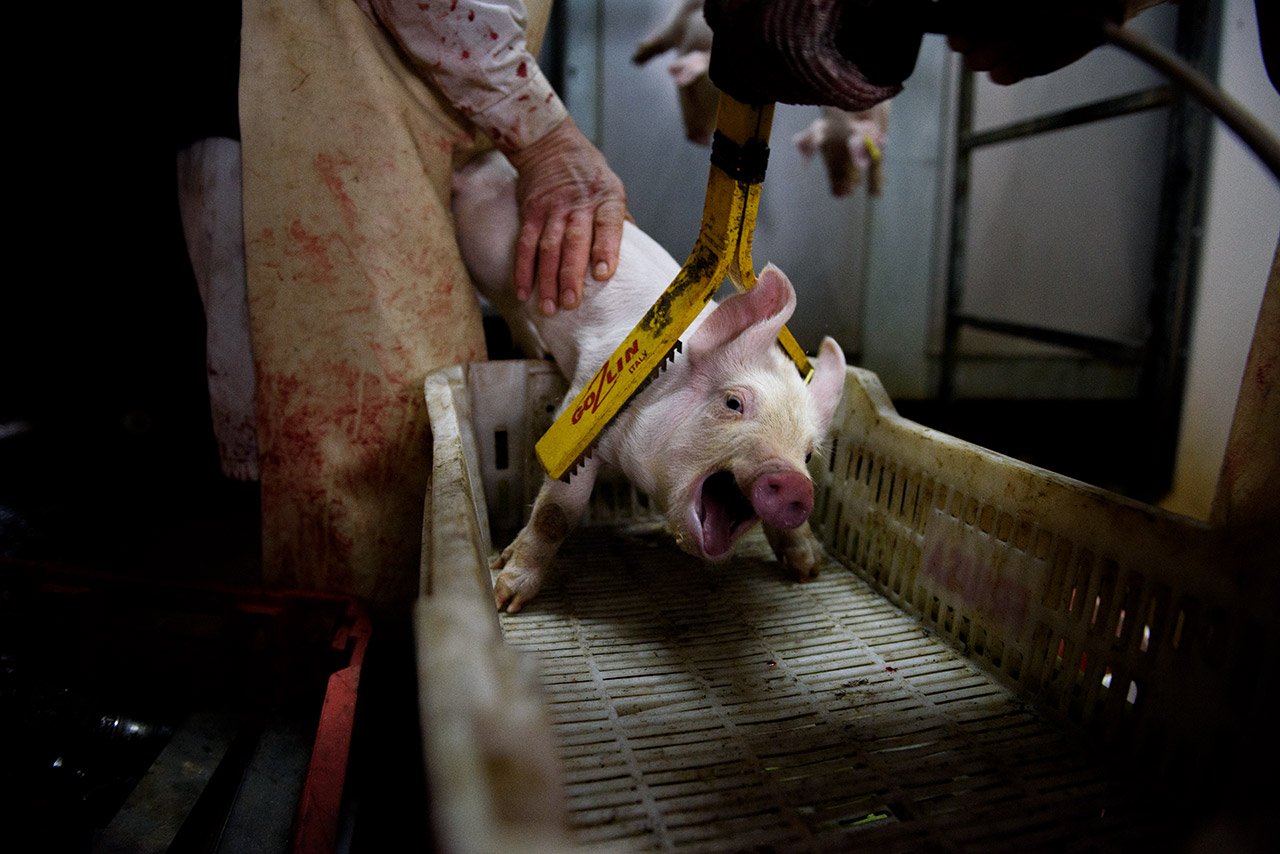 El aturdido de los cerdos en periodo de lactancia se realiza con unas pinzas de menor potencia entre dos operarios. 