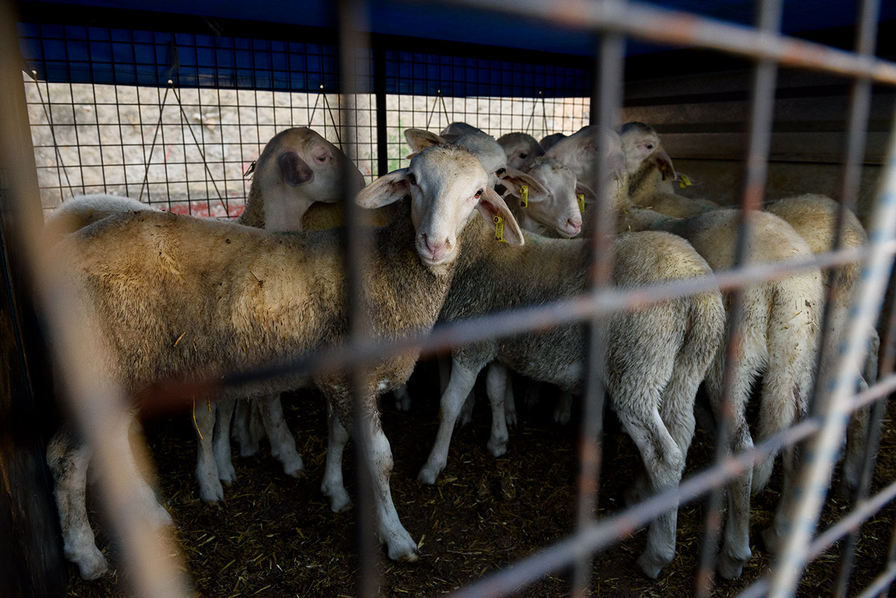Un granjero traslada dos corderos a los corrales de un matadero mediante una soga atada a sus cuatro patas.