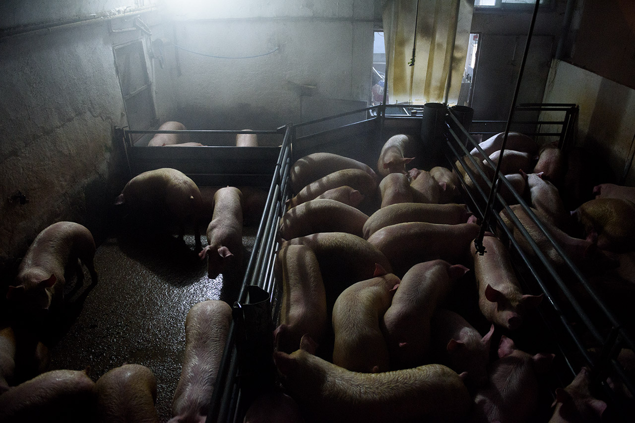 Los cerdos de este matadero aguardan en los corrales a temperaturas que rondan los cero grados centígrados.